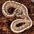 Ball python collection 1 thumbnail