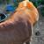 Cattle--Dexter Heifer 8 thumbnail