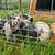 Idaho Pasture Pigs - IPP 1 thumbnail