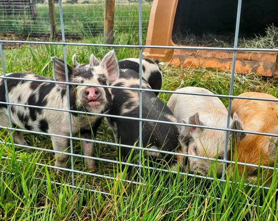 Idaho Pasture Pigs - IPP 1