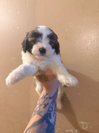 Rehoming shihtzu puppies (Bronx)64034336891265122