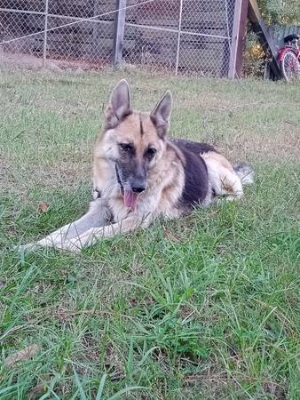 Cachorros de pastor alemán (Conroe Tx.)63859316720515124
