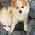 POMERANIAN DOG FOR ADOPTION 1 thumbnail