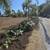 Mendoza lawn care services 2 thumbnail