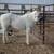 All Around Kids Horse 4 thumbnail