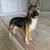Antique GOEBEL Porcelain Figurine German Shepherd 1 thumbnail
