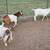 BOER BILLIES FOR SALE 80 - 100+ lb 7 thumbnail
