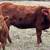 8 Registered Red Angus Bred Cows w/Calves On Their Side 4 thumbnail