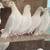 Pigeons Pure White 1 thumbnail