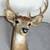 6 POINT BUCK DEER HEAD 1 thumbnail