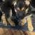 German shepherd puppies available 12-20-2025 15 thumbnail