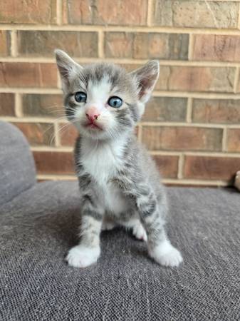 ¡Gatitos bebés!63857444516227120
