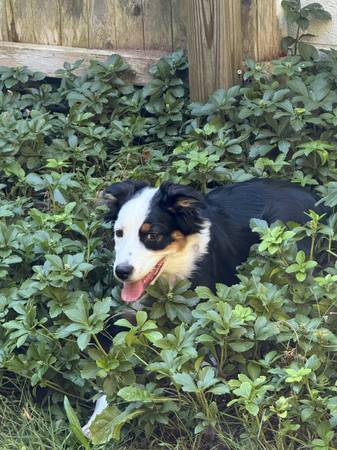 Pastor Australiano - 5 meses de edad (Plainville)63873145118977124