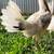 Gallo gallos pollos stag polla roosters gamefowl 1 thumbnail