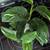 Houseplants Many to choose from 6 thumbnail