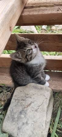 Rehoming Kittens (Coeur D Alene)63970213944835120
