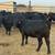 BRED COWS / BRED HEIFERS 13 thumbnail