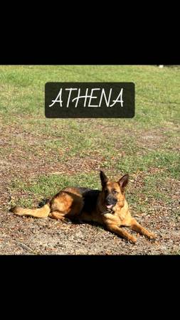 Rehoming 3 year old Female German Shepherd (Milton)63836590341761122