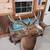 Taxidermy mounts 17 thumbnail