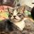 Kittens 2 thumbnail