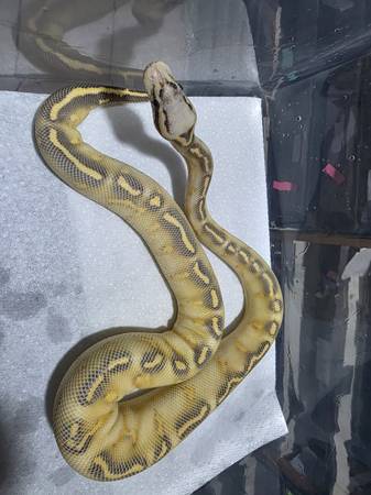 Rehoming pastel highway ball python63963774032258120