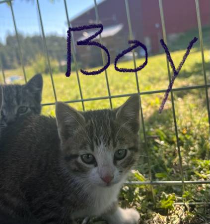 Cat/Kitten 1