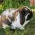 Holland Lop Bunny Rabbit  -  Flopsy 1 thumbnail