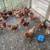 Chickens, Laying Hens and Pullets 6 thumbnail