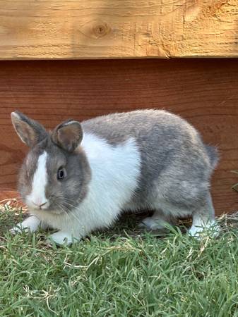 Netherland Dwarf63469791765505120