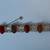 12 kt gold filled scarab bracelet VINTAGE 13 thumbnail