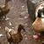 Khaki Campbell Ducks Breeding flock of 8 1 thumbnail
