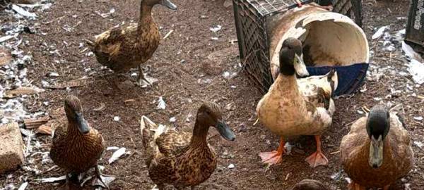 Khaki Campbell Ducks Breeding flock of 8 1