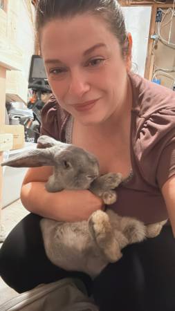Two bunnies - must go together (Parkville)63924991936899121