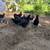 Pullets 3 thumbnail