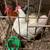 Blue red rooster and blue hen 3 thumbnail