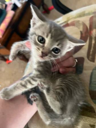 Kittens Main coon mix free (Birmingham)63985848886147123