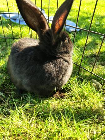 Farm/pet rehoming (Arlington)63688936078465122