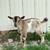 Nigerian dwarf goats 2 thumbnail