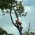 Tree removal!!Tree trimming!! Stump grinding!!Free Estimates 1 thumbnail