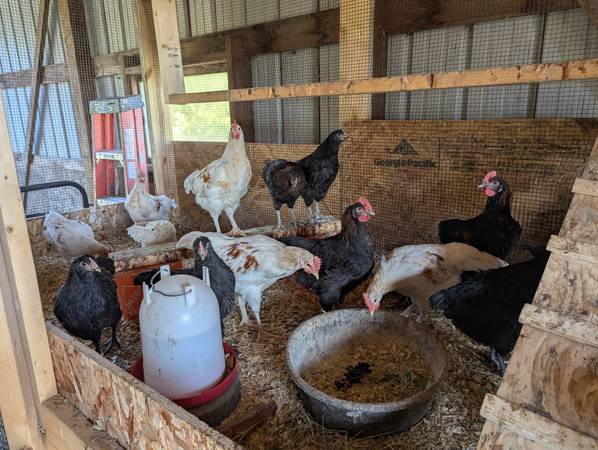 CHICKENS - BCM-Mixed Cockerels 1