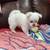 Morkie girl 3 thumbnail