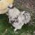 Splash silkie rooster 1 thumbnail