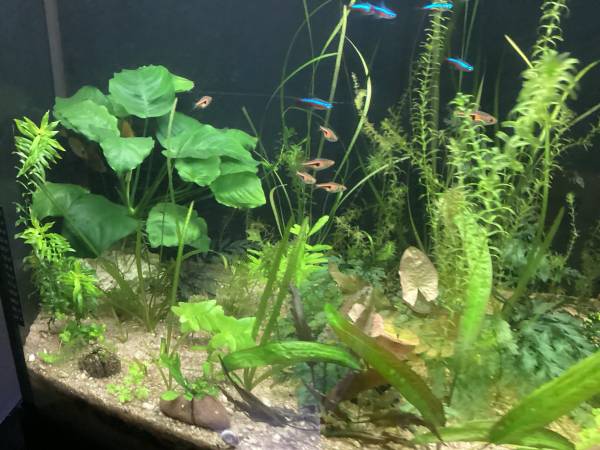 72 Gallons Bow Aquarium with lid 1