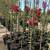 Red Dynamite Crape Myrtle 3 thumbnail