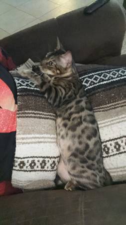 Bengal baby (Richards)63839342996865122