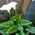 Landscaping  TURF and More 20 thumbnail
