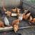 Gallinas ponedoras 7 thumbnail