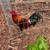 Game Chickens 21 thumbnail