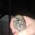 4 button quail 2 thumbnail