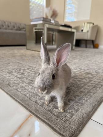 Conoce a Julieka | Conejo (Las Vegas)63860185430273121